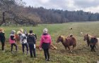 Športna vzgoja med konji