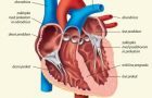 BIO 8. r 30. marec – 3. april