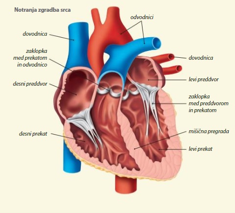 BIO 8. r 30. marec – 3. april